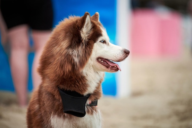 Husky-Hund aus nächster Nähe am Sommersandstrand Süßer, lustiger Siberian Husky-Schlittenhund, der am Strand sitzt und in die Kamera blickt