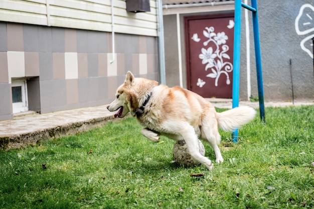 Husky-Hund, der auf dem grünen Gras mit Fußball spielt.