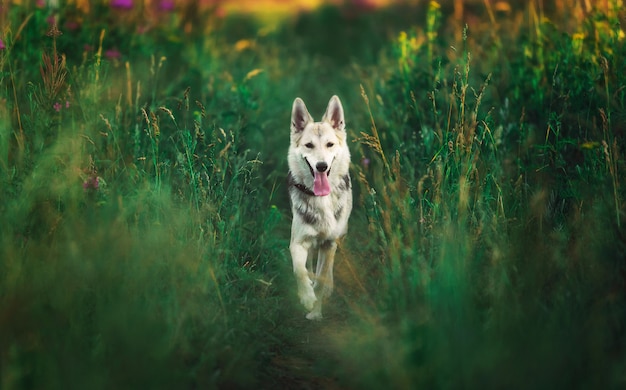 Husky Hund, der auf einer grünen Wiese geht