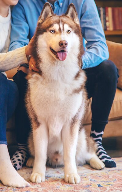 Husky Hund Erwachsener zu Hause mit Besitzern. Selektiver Fokus. Tiere.