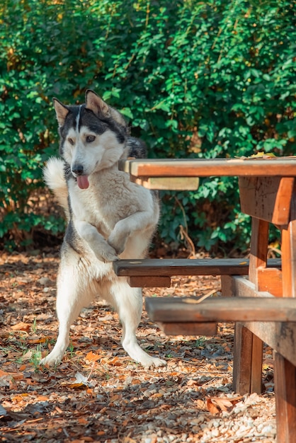 Husky Hund frisst vom Tisch