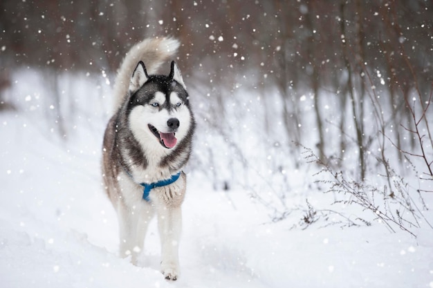 Husky-Hund im Winterwald spazieren