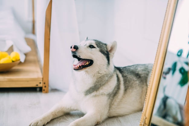 Husky Hund liegt auf dem Holzboden in der Nähe der Mirrows und lächelt 3