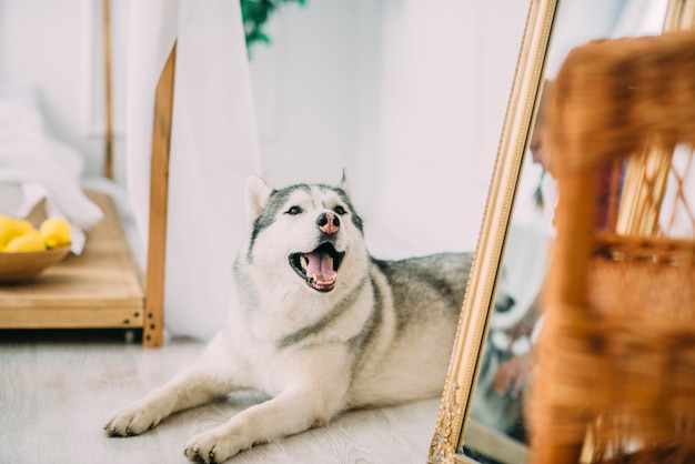 Husky Hund liegt auf dem Holzboden in der Nähe der Spiegel lächelnd