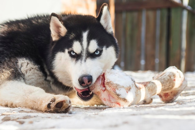 Husky-Hund liegt draußen auf dem Boden und frisst riesige Knochen. Süßer Hund mit Knochen