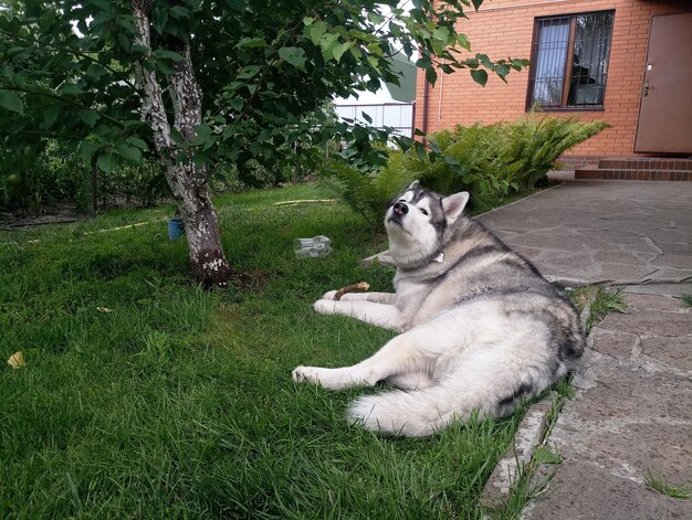 Husky-Hund liegt im Gras neben dem Haus