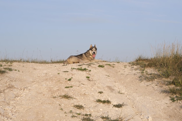 Husky-Hund mit anderen Augen mit hängender Zunge vor Hitze auf dem Hügel in der Sommersaison