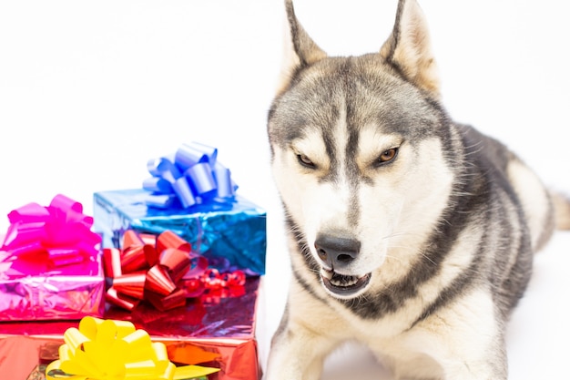 Husky-Hund mit Geschenkboxen, Holiday Animal Pet auf weißem Hintergrund