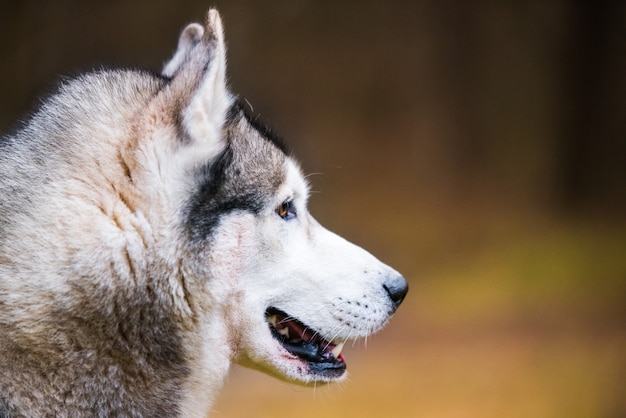 Husky hund nahaufnahme mündungsprofil porträt auf natur