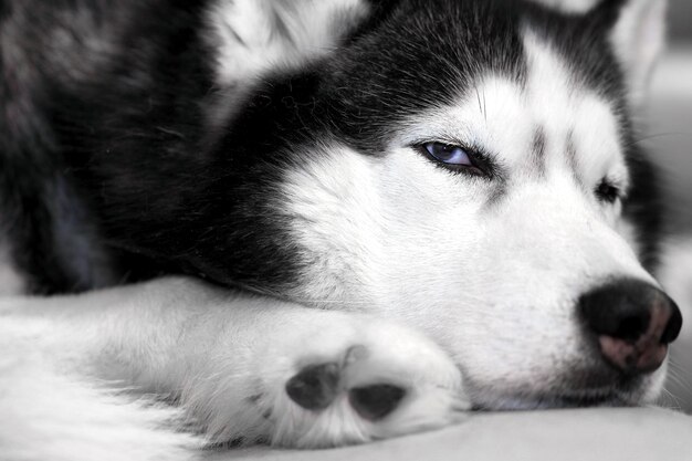 Husky-Hund schläft zusammengerollt auf der Couch in der Nähe