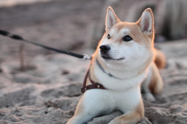 Husky-Hund sitzt auf Sand am Strand.