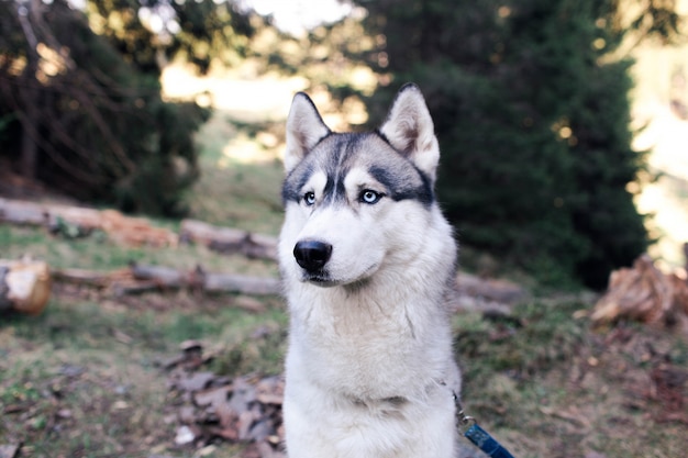 Husky Hund