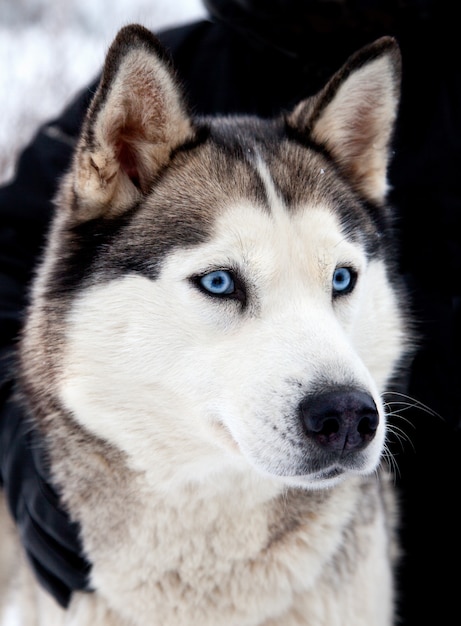 Husky Hund