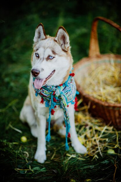 Husky Hund