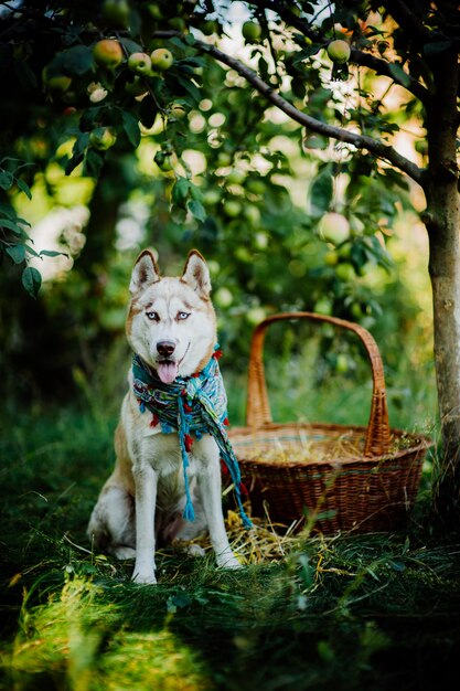 Husky Hund