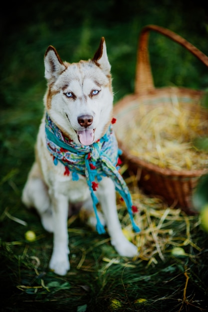 Husky Hund