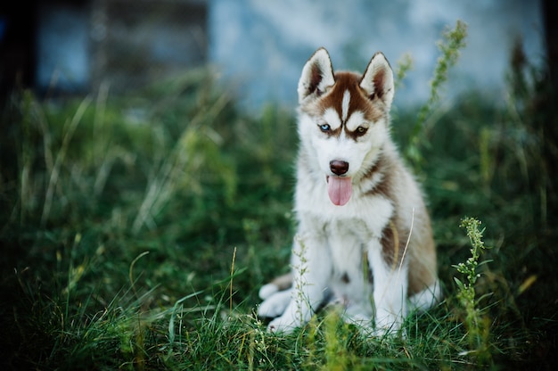 Husky Hund