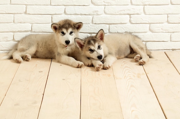 Husky-Hunde auf Holz mit Ziegeln