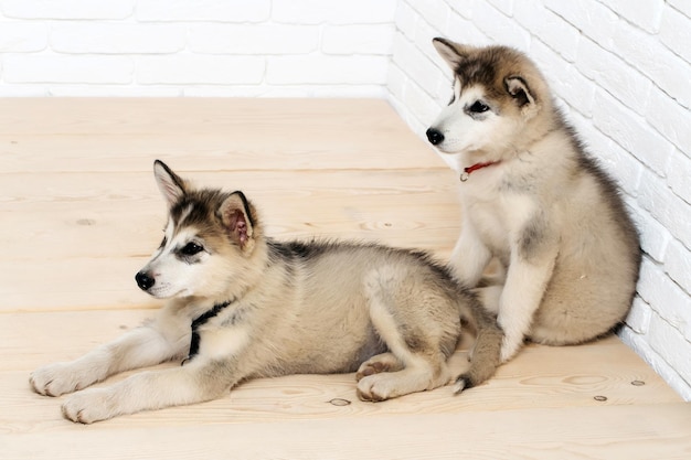 Husky-Hunde auf Holzboden