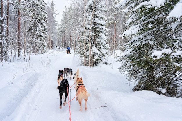 Husky-Hunde auf Schlitten im Wald von Rovaniemi, im Winter Finnland, Lappland