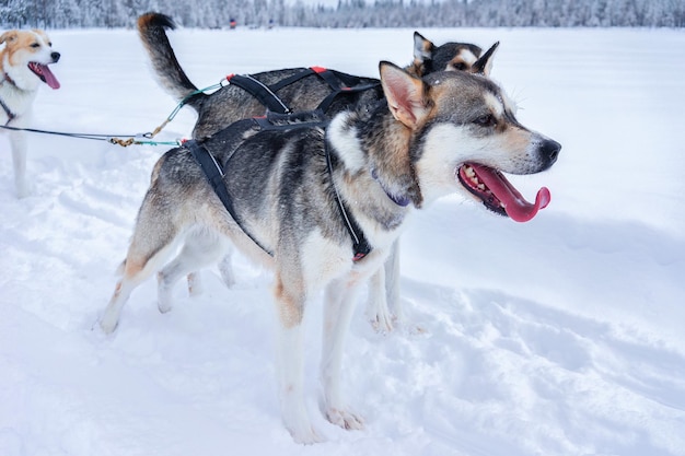 Husky-Hunde beim Rodeln im Winterwald in Rovaniemi, Lappland, Nordfinnland