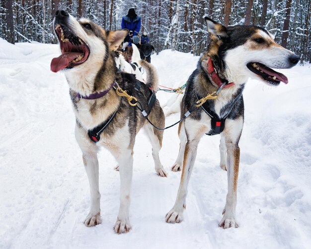 Husky-Hunde in einem Schlitten, Rovaniemi, Lappland, Finnland. Menschen im Schlitten im Hintergrund