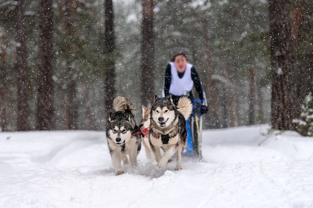 Husky-Hunde ziehen Schlitten mit Musher