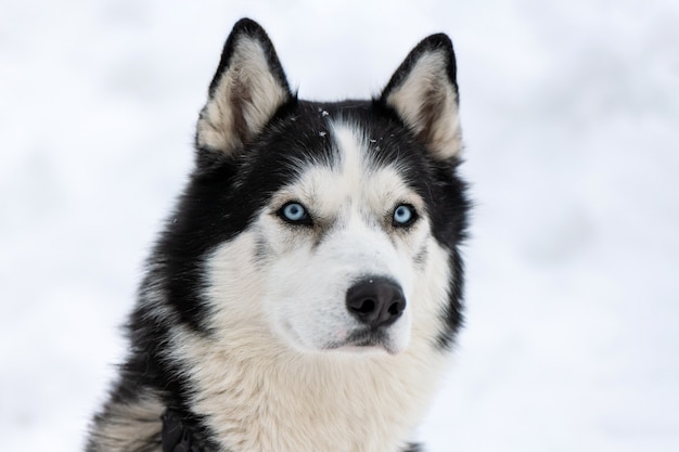 Husky-Hundeporträt, schneebedeckter Winterhintergrund. Lustiges Haustier beim Gehen vor dem Schlittenhundetraining.