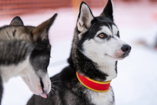 Husky-Hundeporträt, schneebedeckter Winterhintergrund. Lustiges Haustier beim Gehen vor dem Schlittenhundetraining.