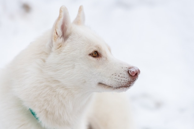 Husky-Hundeporträt, schneebedeckter Winterhintergrund