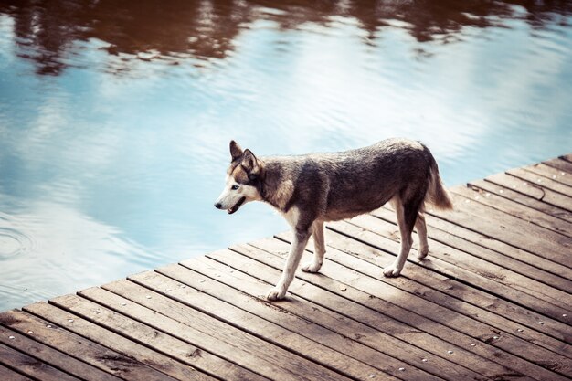 Husky ist am Pier in der Nähe des Wassers