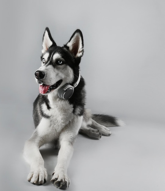 Husky joven en auriculares sobre fondo gris