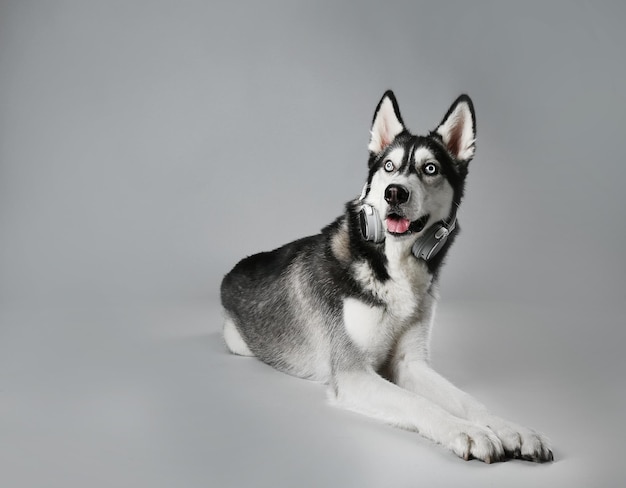 Husky joven en auriculares sobre fondo gris