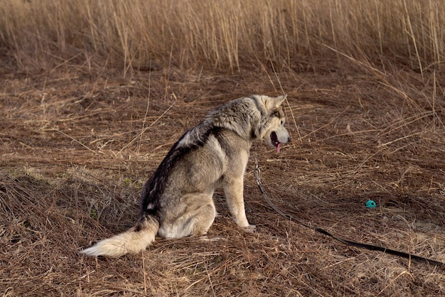 Husky jugando con un juguete para perros en el campo