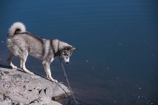 Husky na margem do rio