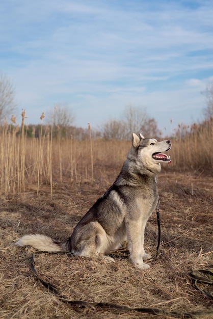 Husky na natureza obedece ao comando de sentar e sorri mostrando a língua