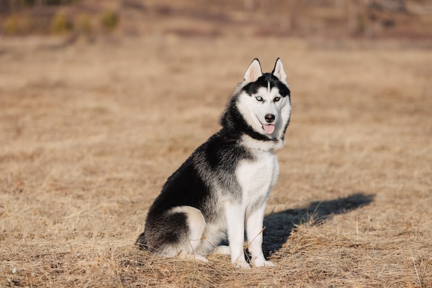 Husky. O cachorro caminha na natureza. Paisagem de outono. Gramado seco amarelo.