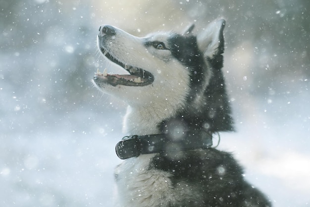 Husky con ojos multicolores come nieve en un paseo, retrato de un perro en invierno