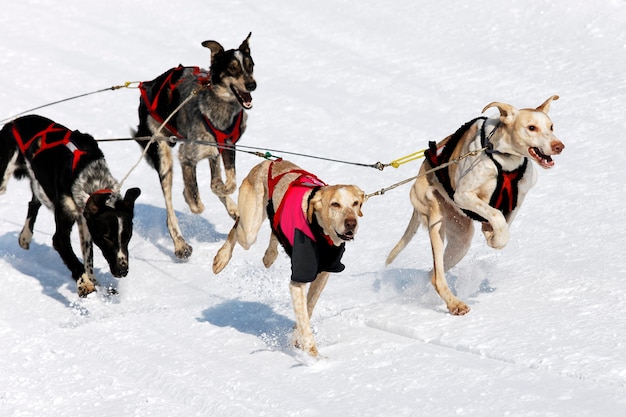 Husky-Rennen im Alpenberg im Winter