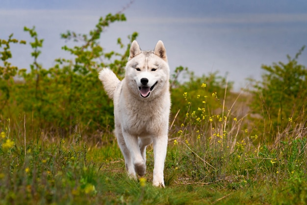 Husky rennt durch das Gras. Nahansicht. Hund spaziert in der Natur. Siberian Husky rennt zur Kamera. Aktive Spaziergänge mit dem Hund.