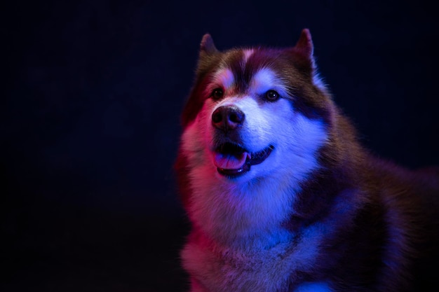 Husky retrato de la cabeza de un lobo sobre un fondo negro