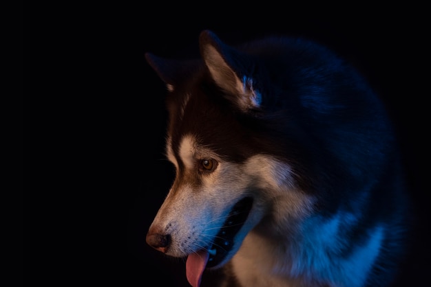 Husky retrato de cabeza de lobo sobre negro