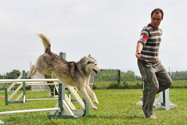 Husky saltando