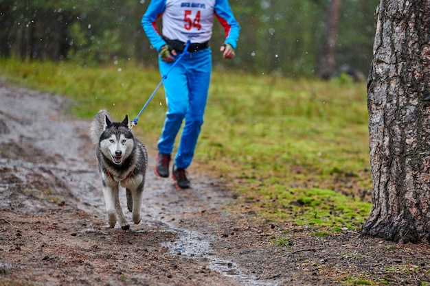 Husky Schlittenhund am Läufer befestigt