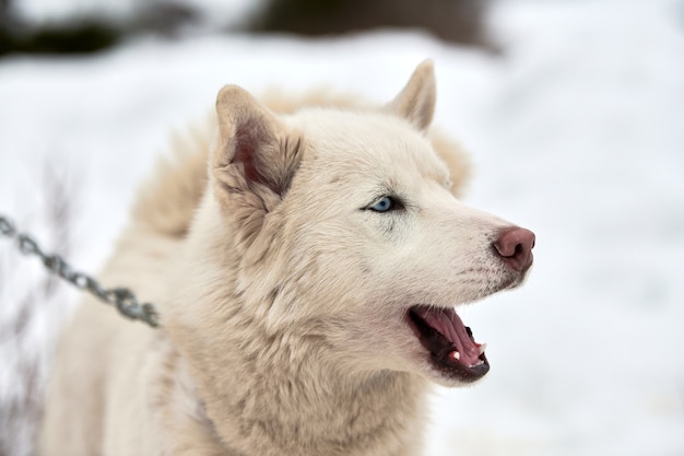 Husky Schlittenhund im Winter