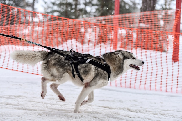 Husky Schlittenhund läuft