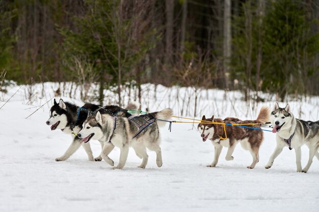 Husky Schlittenhund Mushing im Winter