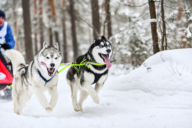 Husky Schlittenhund Mushing im Winter