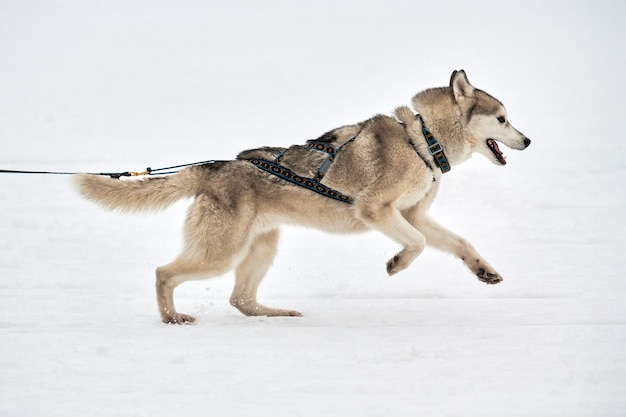 Husky Schlittenhund zieht Musher auf Skiern