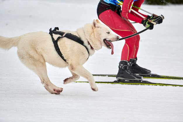 Husky Schlittenhund zieht Musher auf Skiern